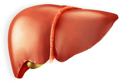 liver-with-inflammation